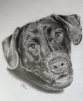Custom Hand-Drawn Pet Portrait