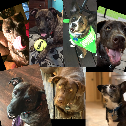 Collage of dog pics