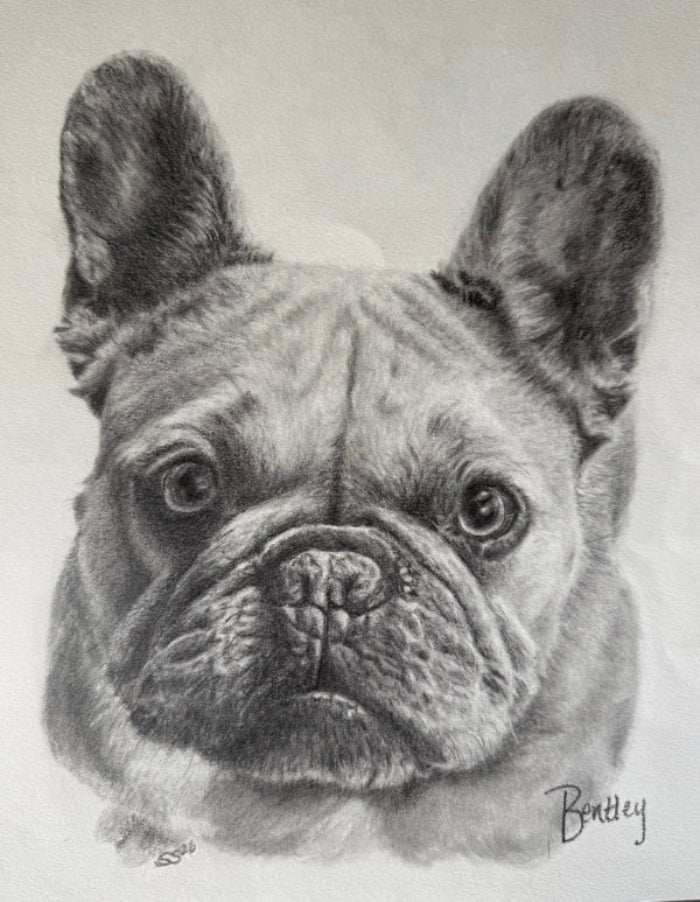 Detailed pencil drawing of a French Bulldog's face on a white background
