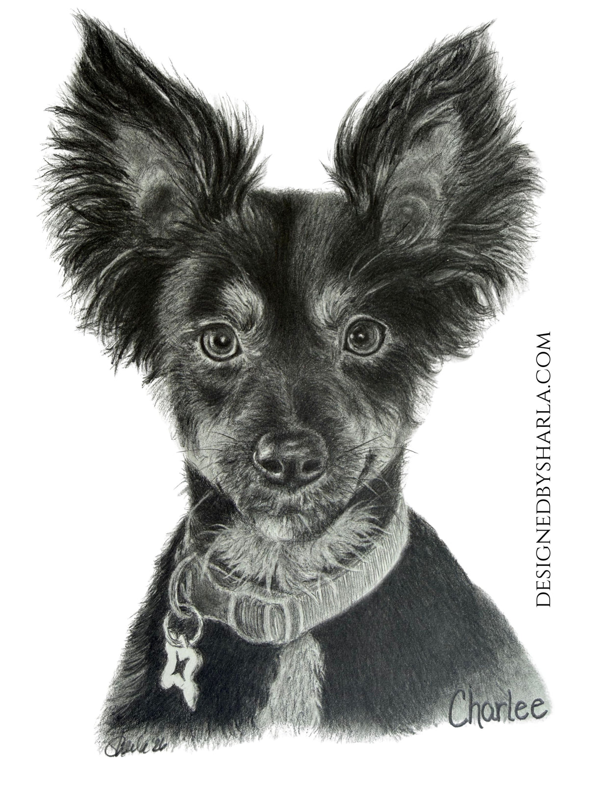 Graphite drawing of a dog named Charlee with a collar on a white background