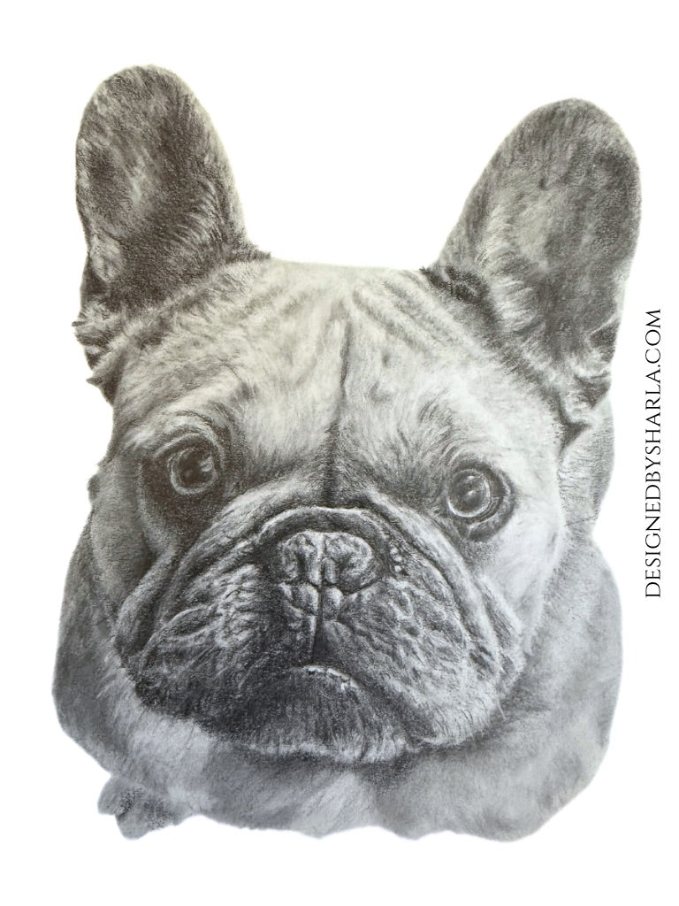 Detailed pencil drawing of a French Bulldog's face on a white background