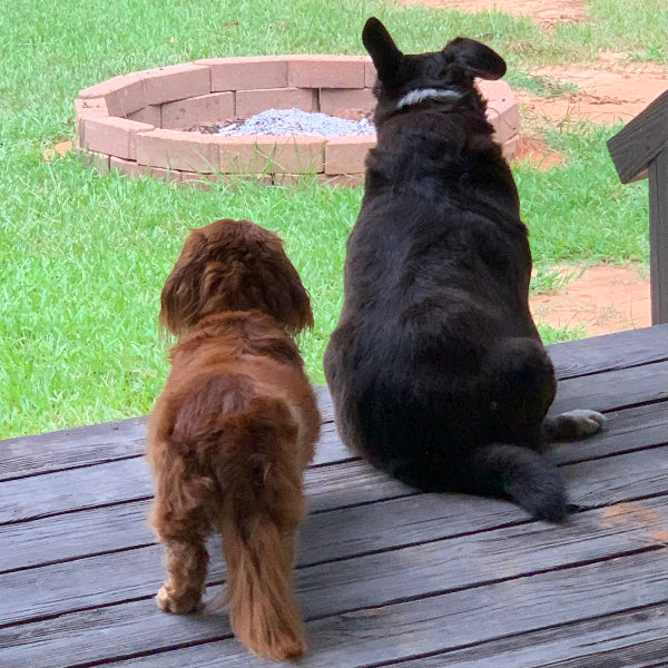 Two dogs, one brown and one black, sitting on a wooden deck looking at a fire pit.