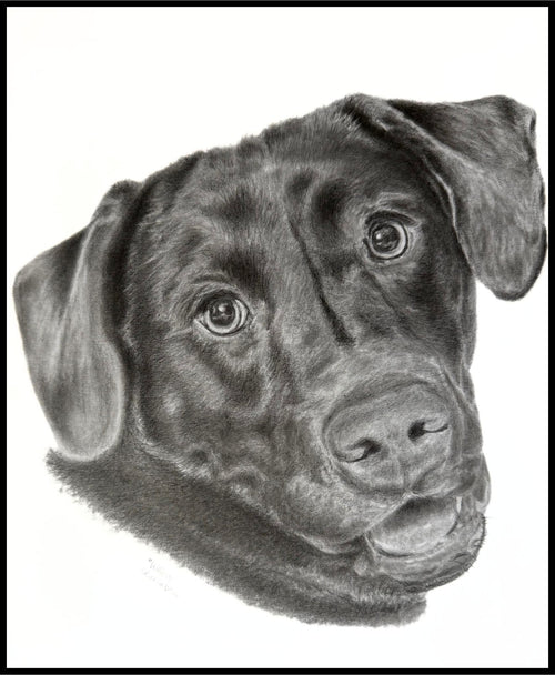 Realistic hand drawn pet portrait of a dog's head