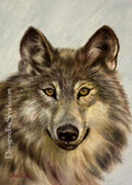 5x7 "Wolf"